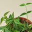 Hoya Bella 6" Pot Indoor Plants House Plant Shop