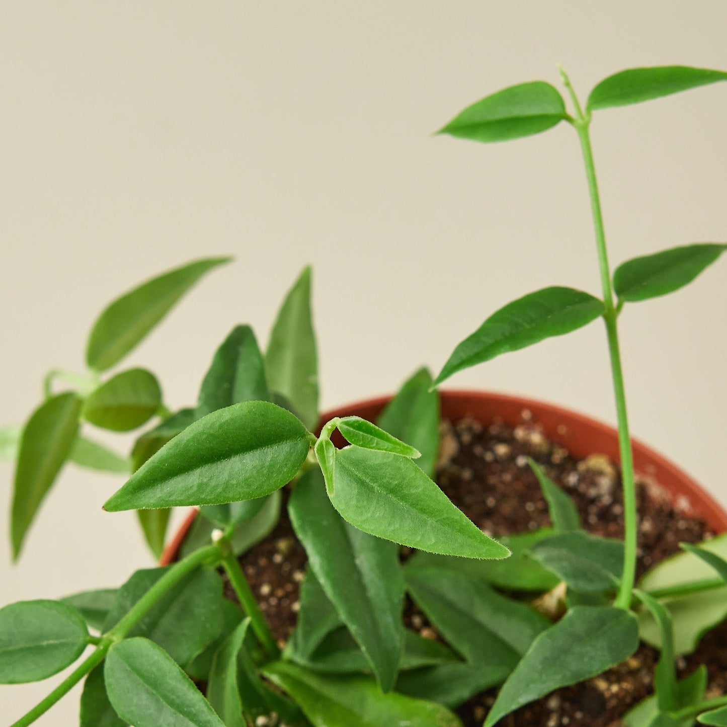 Hoya Bella 6" Pot Indoor Plants House Plant Shop