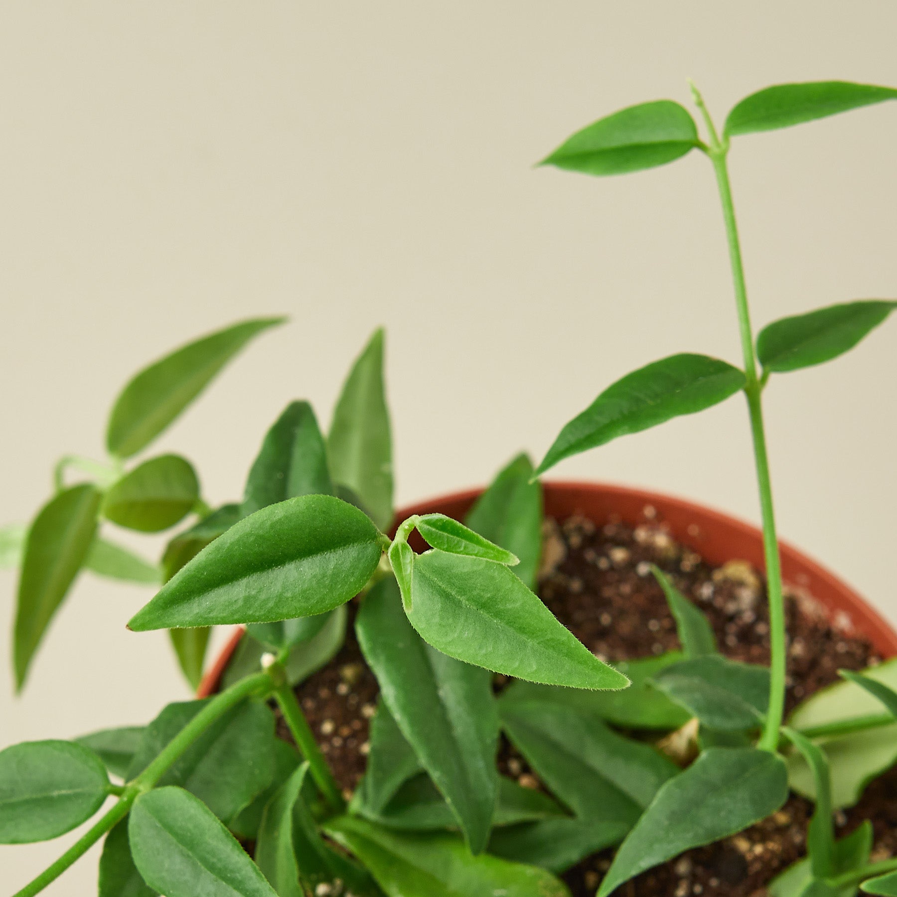 Hoya Bella 6" Pot Indoor Plants House Plant Shop