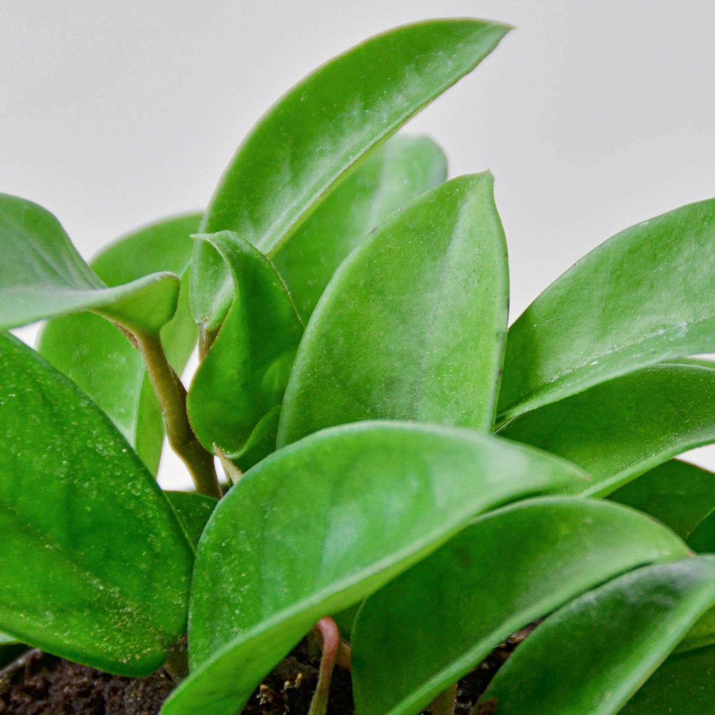 Hoya Carnosa Indoor Plants House Plant Shop