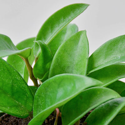 Hoya Carnosa Indoor Plants House Plant Shop