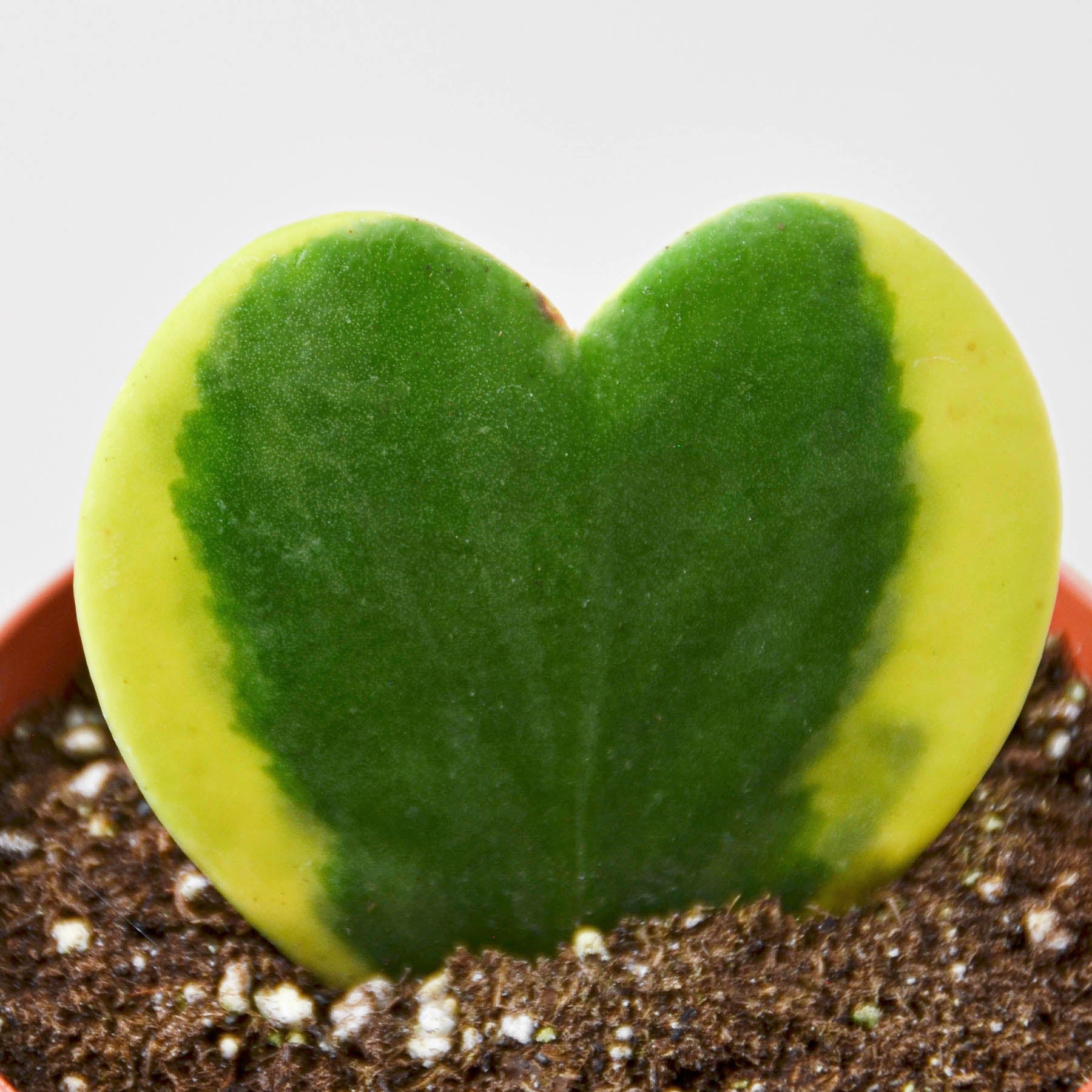 Hoya 'Sweetheart Variegated' Indoor Plants House Plant Shop