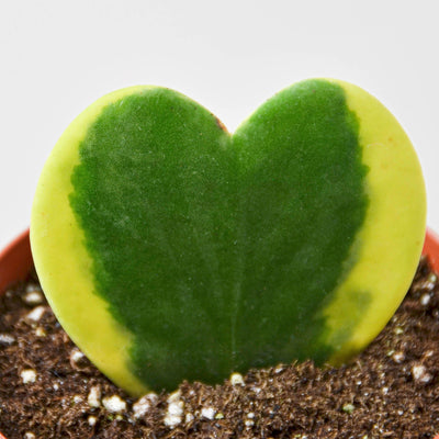 Hoya 'Sweetheart Variegated' Indoor Plants House Plant Shop