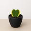 Hoya 'Sweetheart Variegated' 4" Pot Eco Pot Black Indoor Plants House Plant Shop