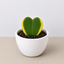 Hoya 'Sweetheart Variegated' 4" Pot Eco Pot White Indoor Plants House Plant Shop