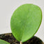 Hoya Obovata Indoor Plants House Plant Shop