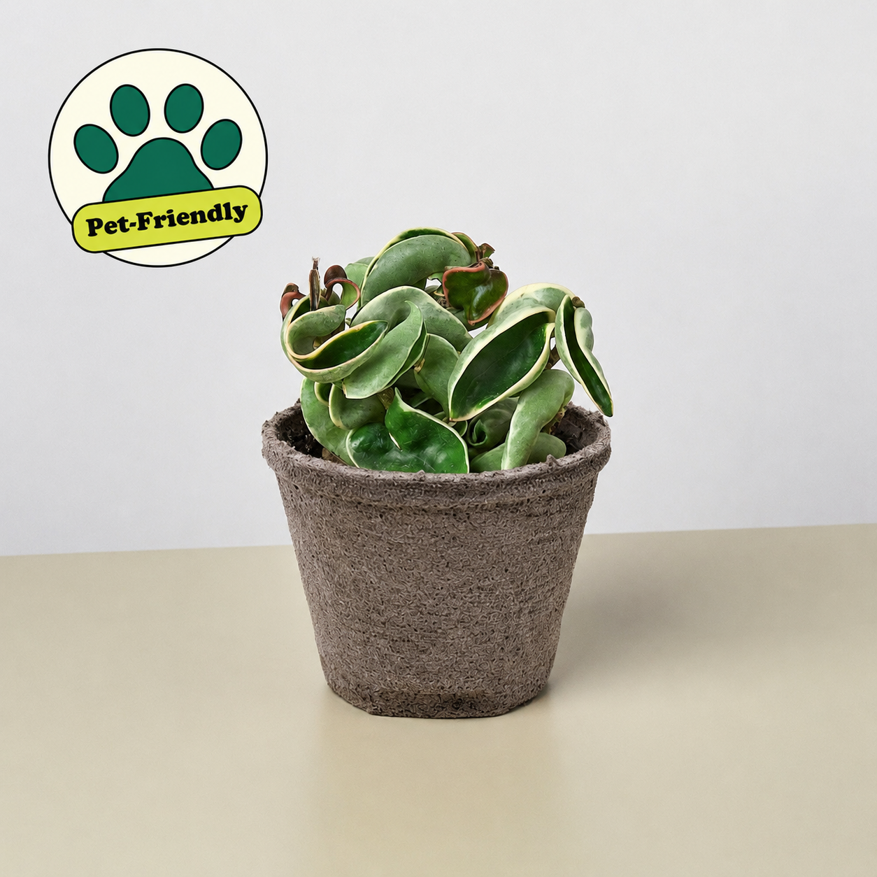 Hoya 'Rope Plant' Variegated 4" Pot Cow Pot Indoor Plants House Plant Shop