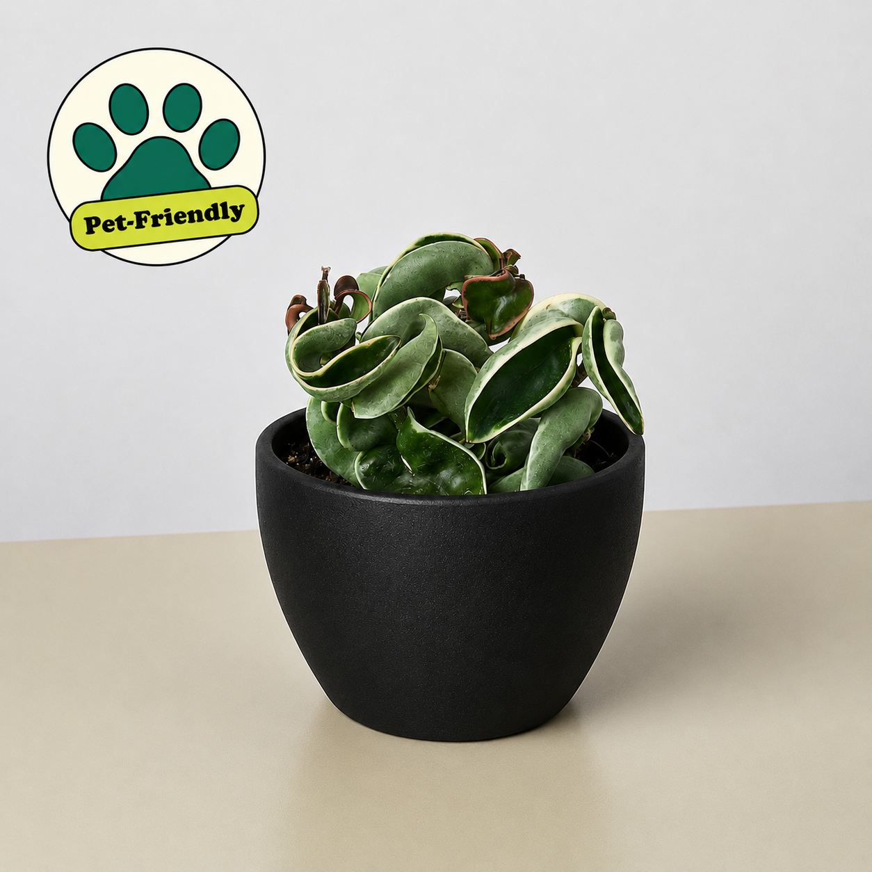 Hoya 'Rope Plant' Variegated 4" Pot Eco Pot Black Indoor Plants House Plant Shop