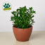 Nematanthus Candy Corn Plant 'Brazilian Firecracker' 4" Pot Eco Pot TerraCotta Indoor Plants House Plant Shop