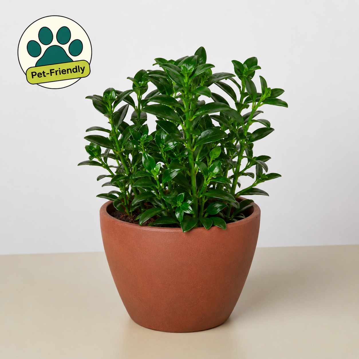 Nematanthus Candy Corn Plant 'Brazilian Firecracker' 4" Pot Eco Pot TerraCotta Indoor Plants House Plant Shop
