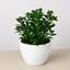 Nematanthus Candy Corn Plant 'Brazilian Firecracker' 4" Pot Eco Pot White Indoor Plants House Plant Shop