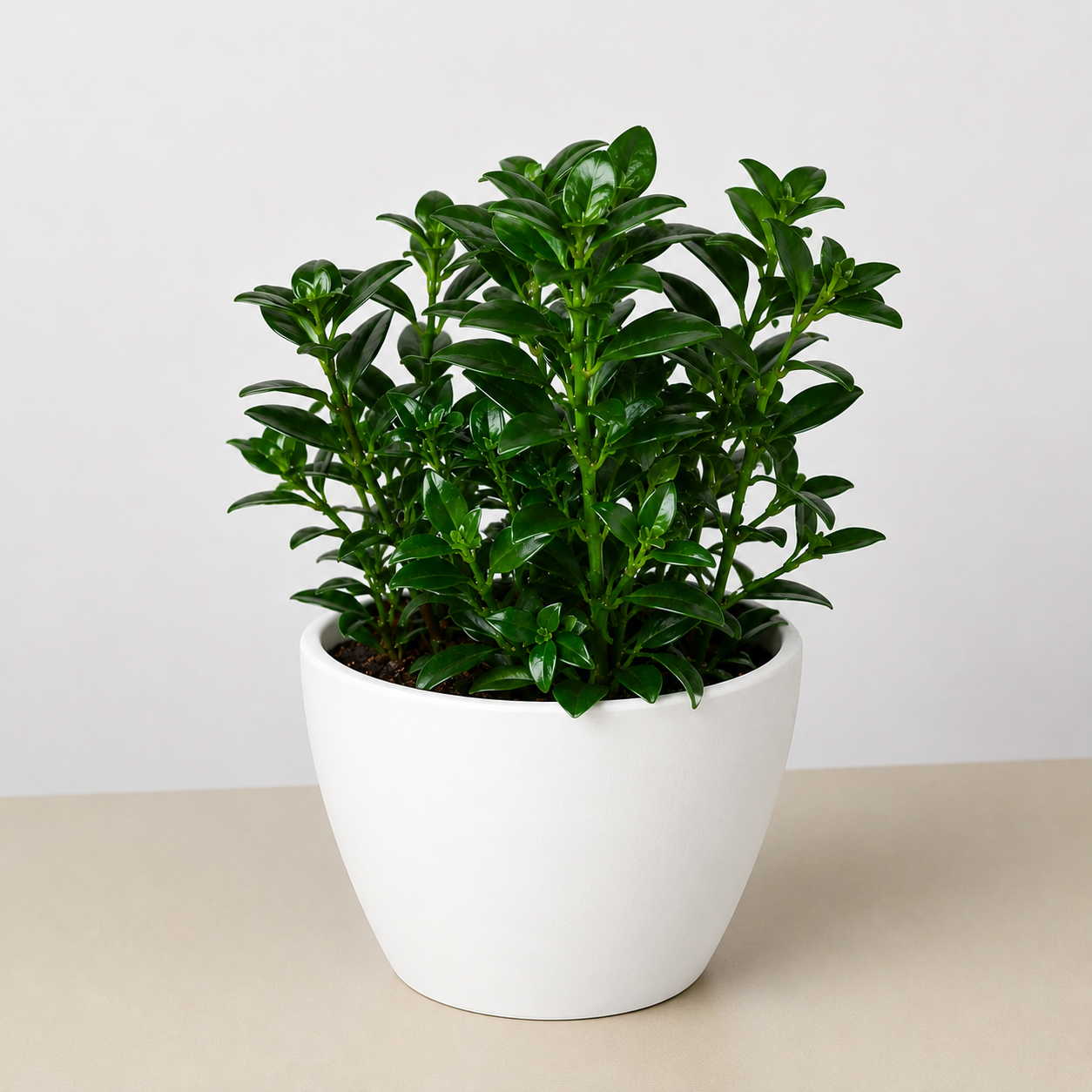 Nematanthus Candy Corn Plant 'Brazilian Firecracker' 4" Pot Eco Pot White Indoor Plants House Plant Shop