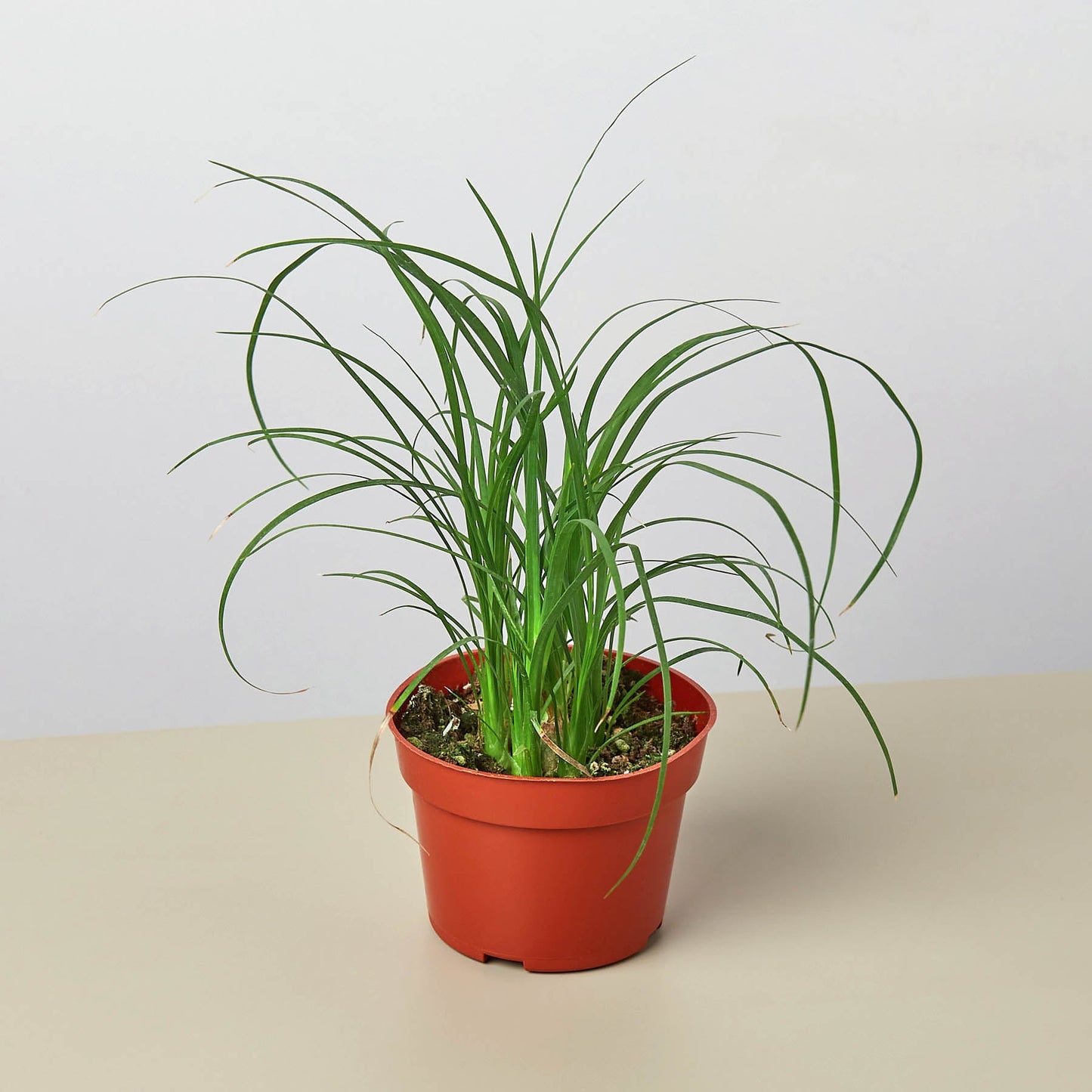 Palm Ponytail 4" Pot Nursery Indoor Plants House Plant Shop