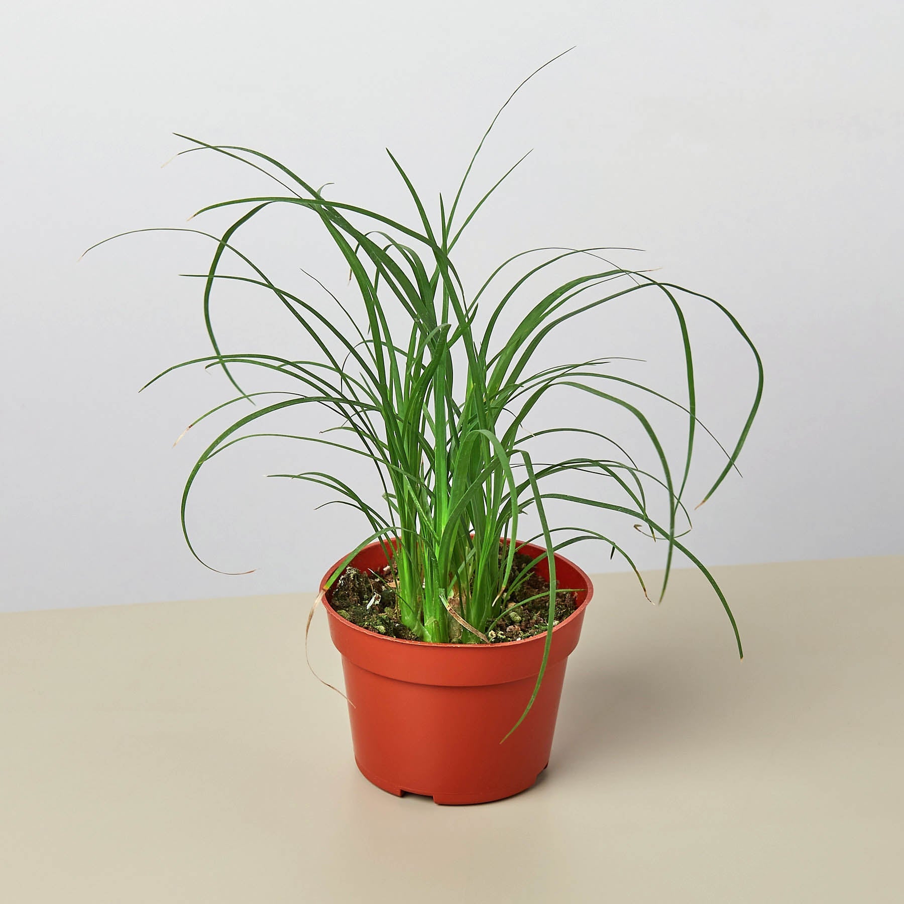 Palm Ponytail 4" Pot Nursery Indoor Plants House Plant Shop