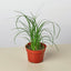 Palm Ponytail Indoor Plants House Plant Shop