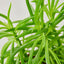 Peperomia 'Green Bean' 6" Pot Indoor Plants House Plant Shop