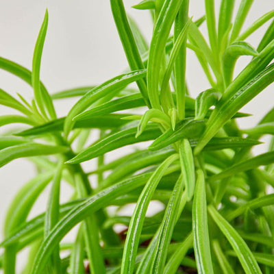 Peperomia 'Green Bean' 6" Pot Indoor Plants House Plant Shop