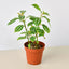 Pilea 'Aluminum' 4" Pot Indoor Plants House Plant Shop