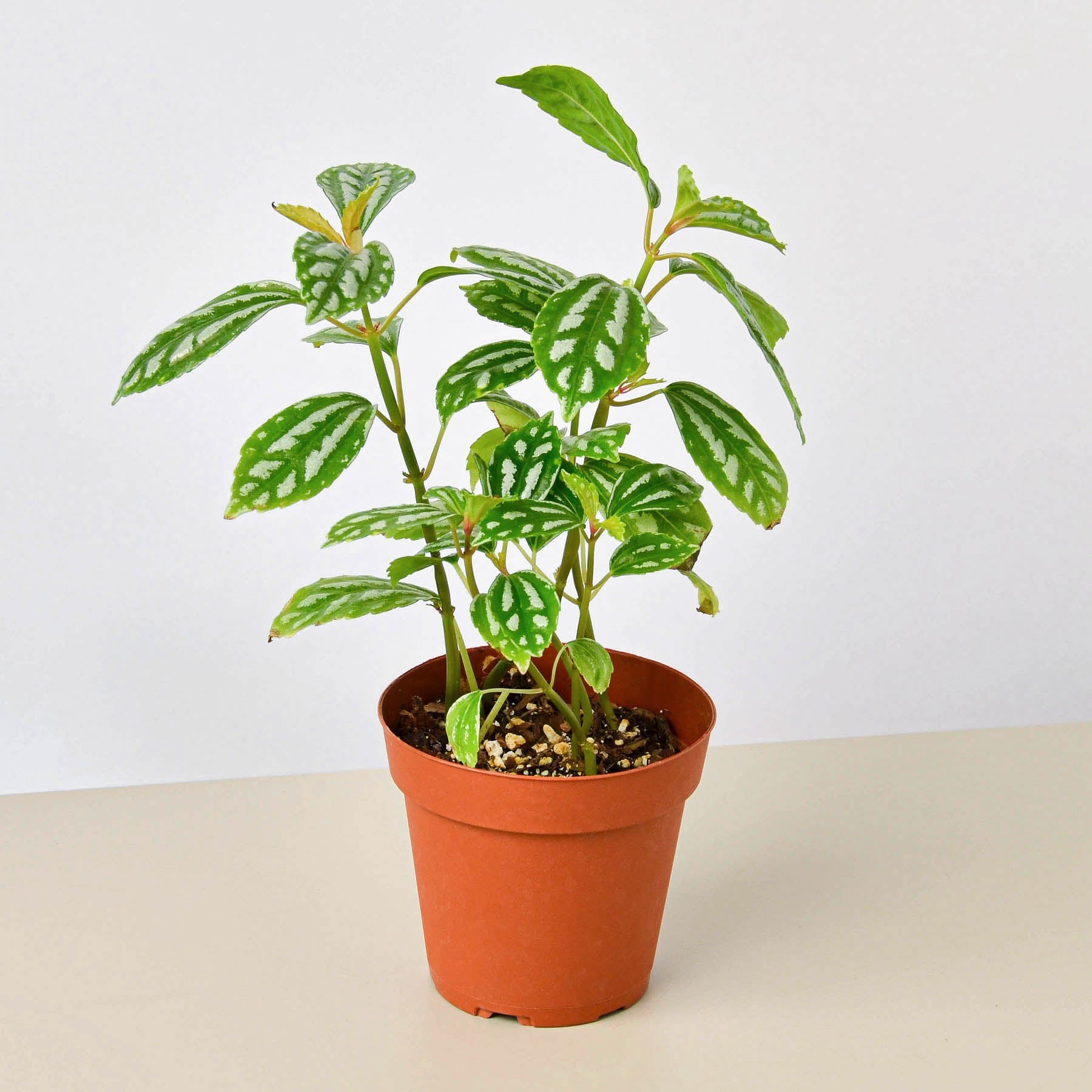 Pilea 'Aluminum' 4" Pot Indoor Plants House Plant Shop