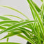 Spider Plant 'Reverse' Indoor Plants House Plant Shop