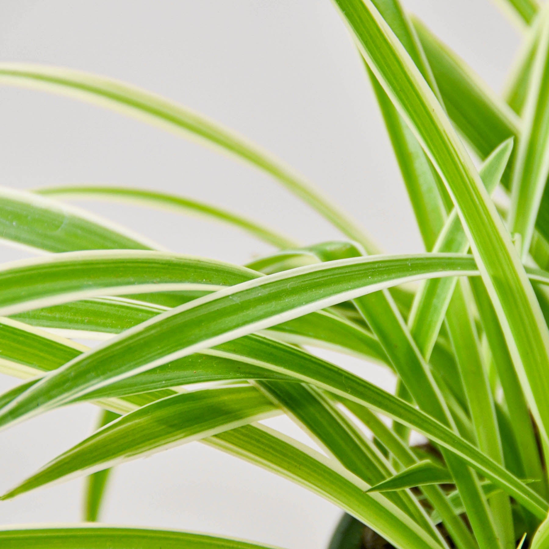 Spider Plant 'Reverse' Indoor Plants House Plant Shop