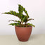 Calathea Lancifolia 'Rattlesnake' Terra Cotta Eco Pot Indoor Plants House Plant Shop