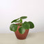 Pilea Peperomioides 'Chinese Money' Terra Cotta Eco Indoor Plants House Plant Shop
