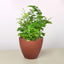 Maidenhair Fern Terra Cotta Eco Pot Indoor Plants House Plant Shop