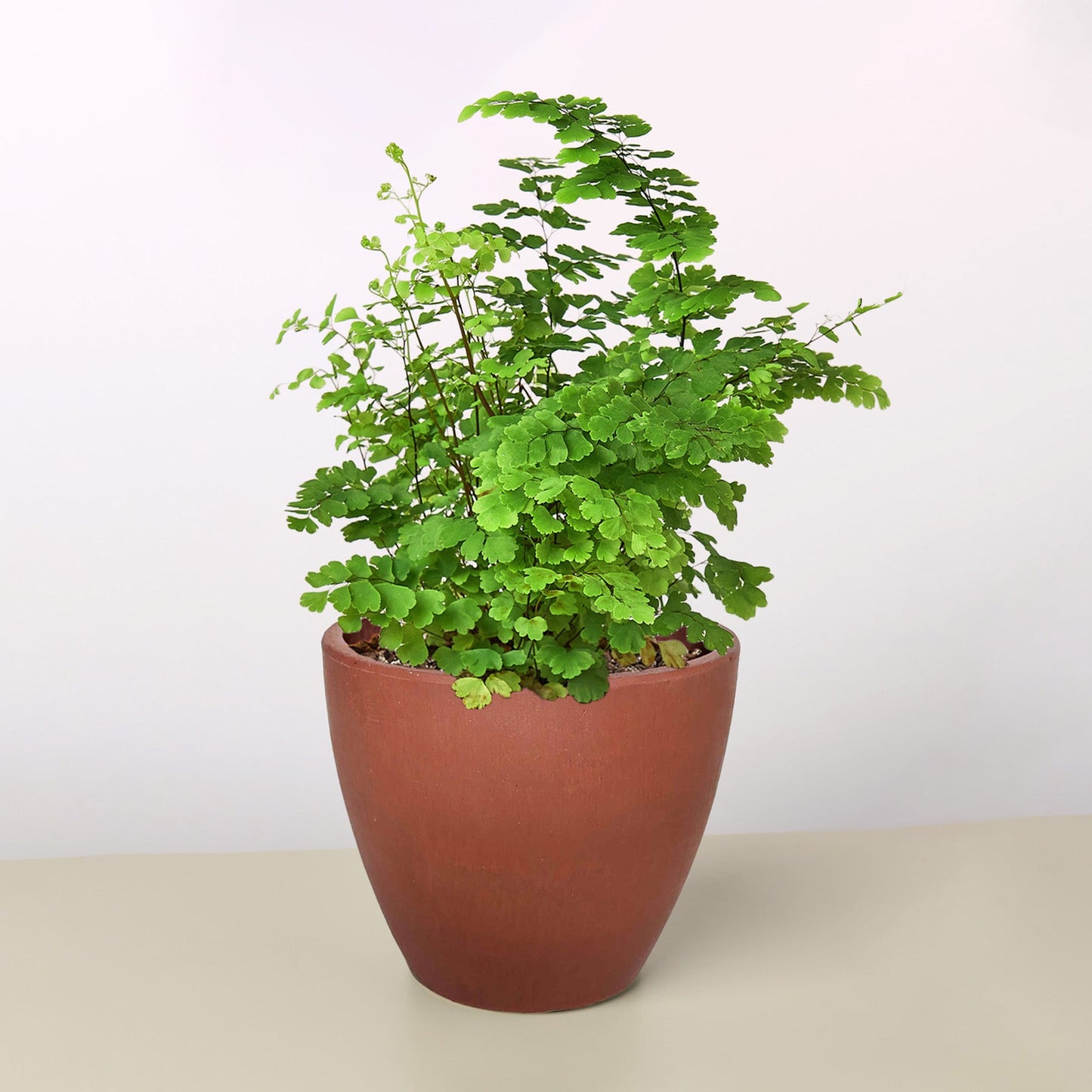 Maidenhair Fern Terra Cotta Eco Pot Indoor Plants House Plant Shop