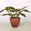 Maranta 'Red Prayer' Terra Cotta Eco Pot Indoor Plants House Plant Shop