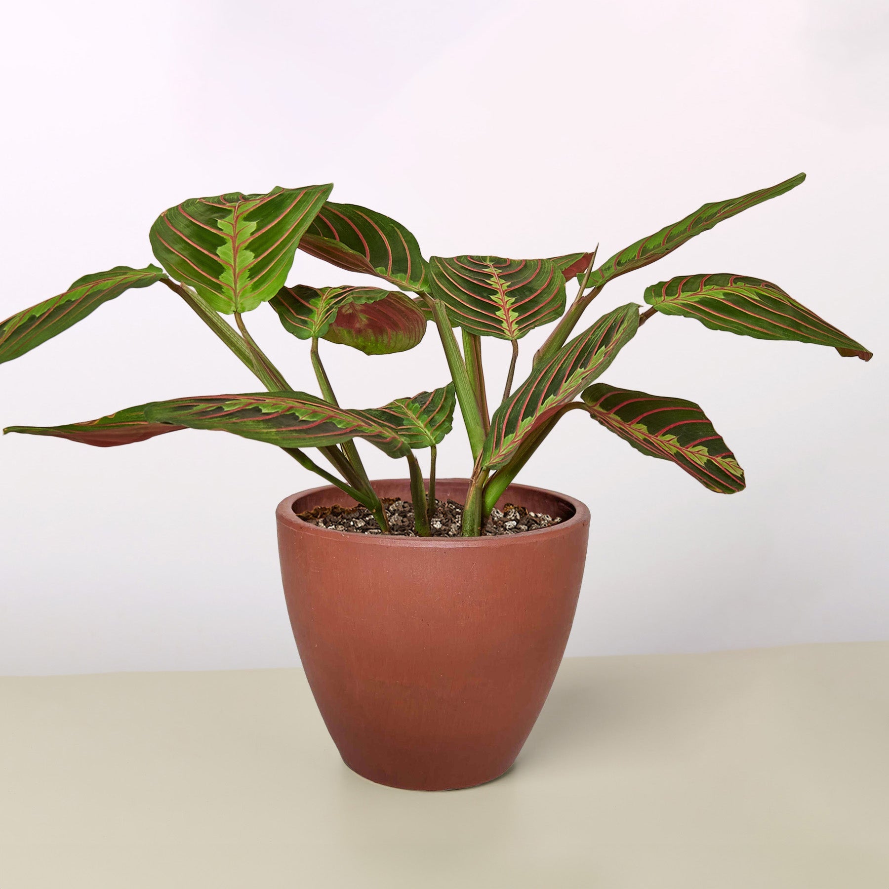 Maranta 'Red Prayer' Terra Cotta Eco Pot Indoor Plants House Plant Shop