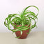Spider Plant 'Bonnie' Terra Cotta Eco Pot Indoor Plants House Plant Shop