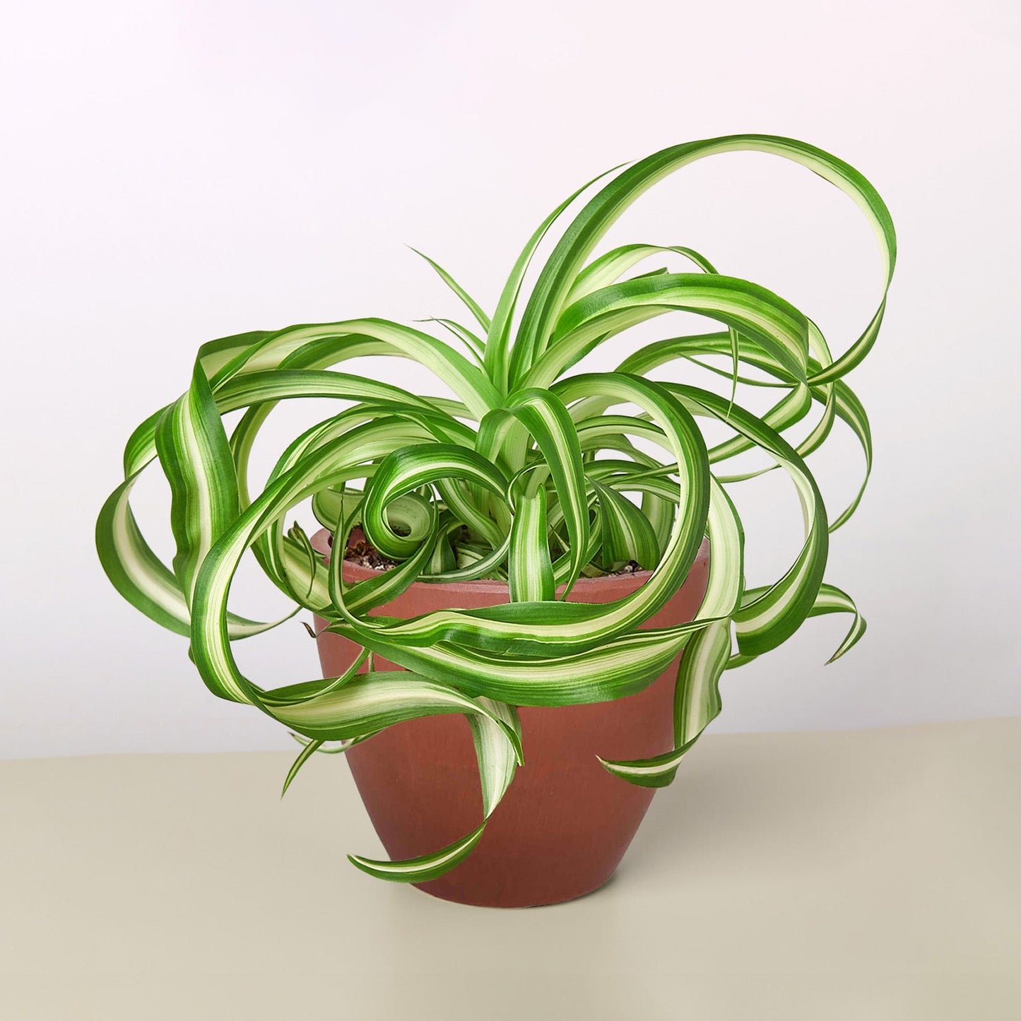 Spider Plant 'Bonnie' Terra Cotta Eco Pot Indoor Plants House Plant Shop