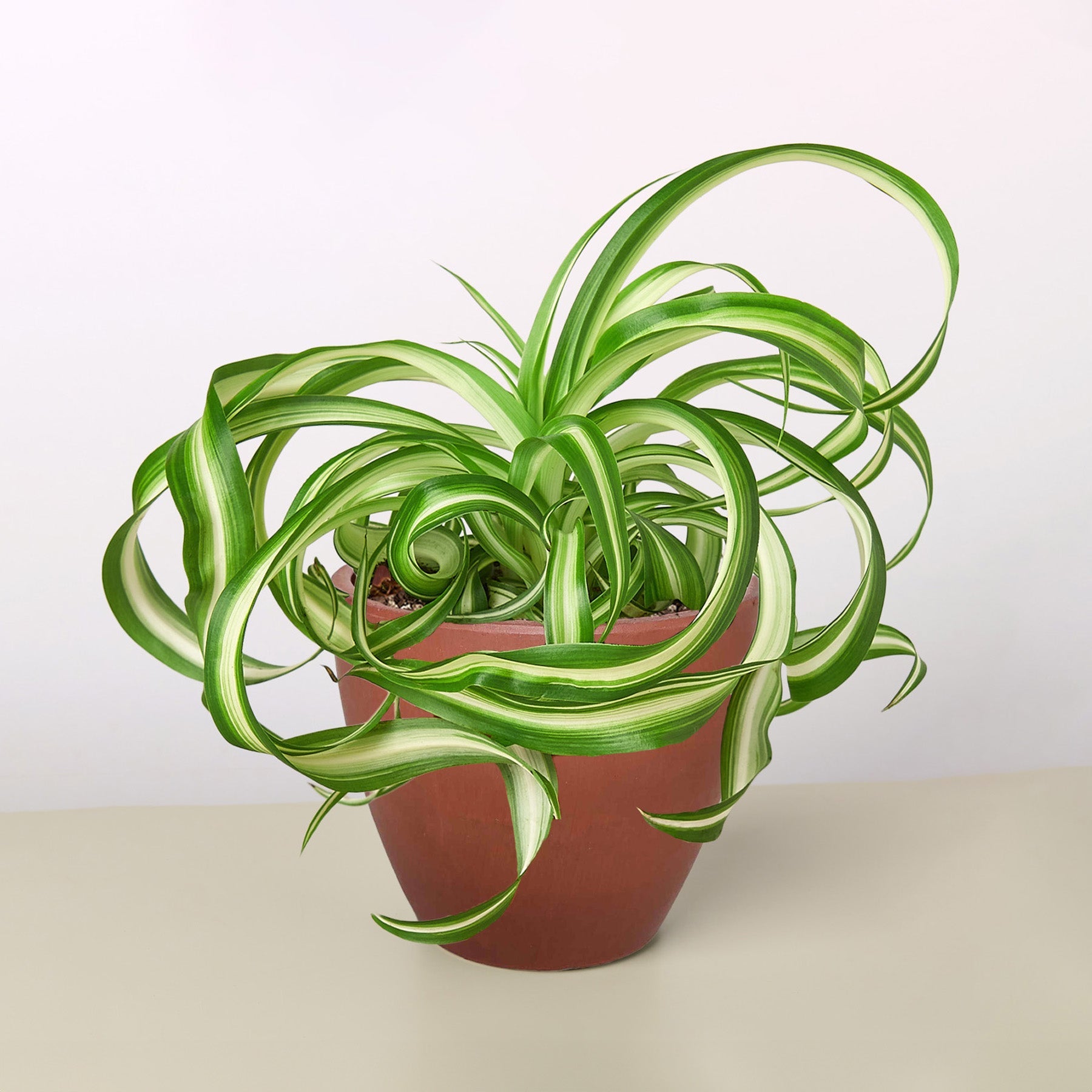 Spider Plant 'Bonnie' Terra Cotta Eco Pot Indoor Plants House Plant Shop