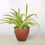 Spider Plant 'Reverse' Terra Cotta Eco Pot Indoor Plants House Plant Shop