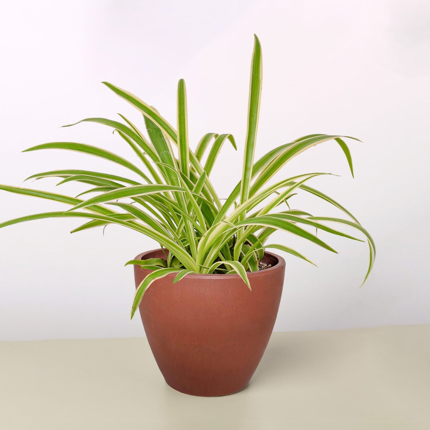 Spider Plant 'Reverse' Terra Cotta Eco Pot Indoor Plants House Plant Shop