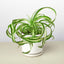 Spider Plant 'Bonnie' 4" Pot White Cylinder Indoor Plants House Plant Shop