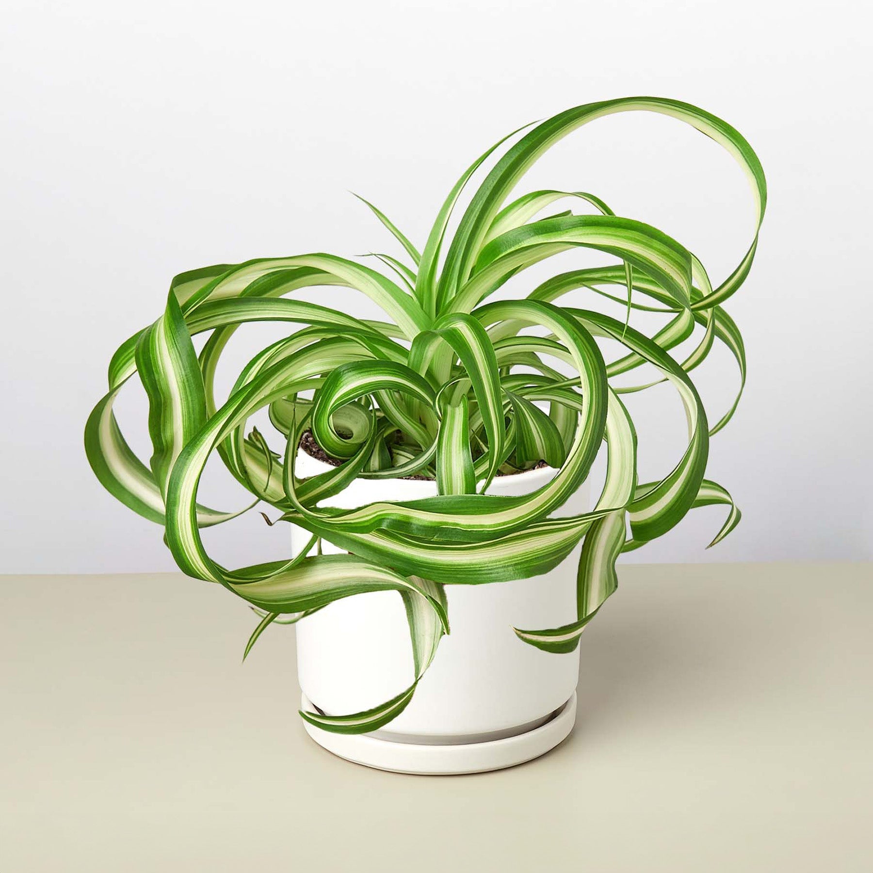 Spider Plant 'Bonnie' 4" Pot White Cylinder Indoor Plants House Plant Shop