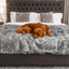 PupProtector™ Waterproof Throw Blanket - Charcoal Grey Dog Blanket Paw.com