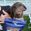 Quail Crunch Sticks Dog Treats, 10 Count Quail Spines Gourmet Dehydrated Healthy Dog Training Treats, Premium Flavors Promote Dental Health, No Artificial Additives for Happy Pets Quailz.com by Undique LLC