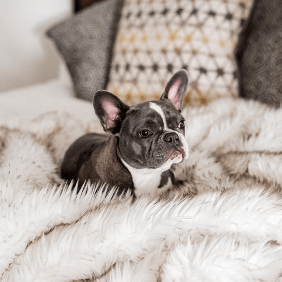 PupProtector™ Waterproof Throw Blanket - White with Brown Accents Dog Blanket Paw.com