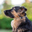 Herm Sprenger - ULTRA-PLUS Training Collar with Center-Plate, Assembly Chain & ClicLock – Comfort Version – Stainless Steel Collars, Prong/Pinch Dog Collars Dogline