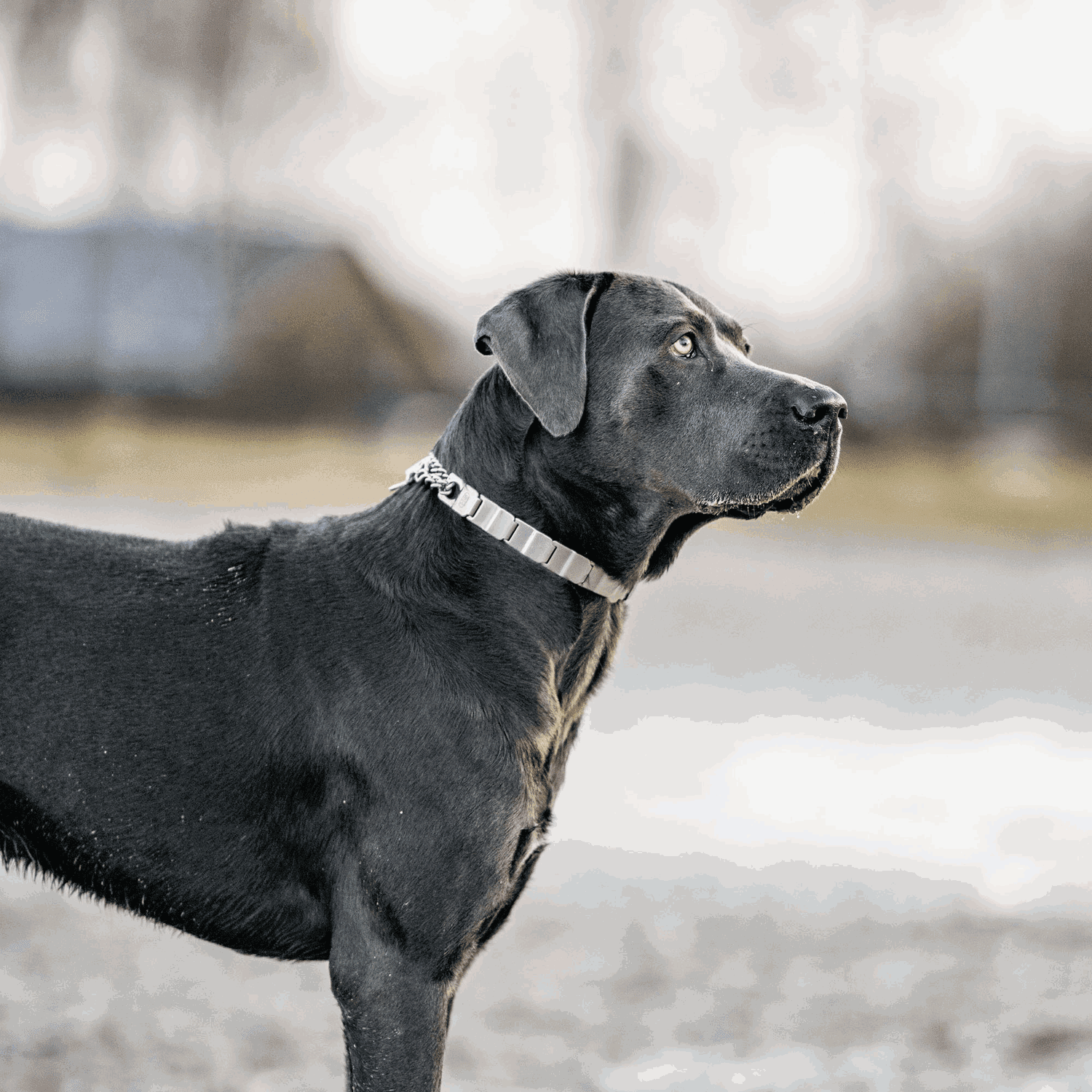 Herm Sprenger - NeckTech Sport with Assembly Chain and ClicLock - Stainless Steel Collars, Prong/Pinch Dog Collars Dogline