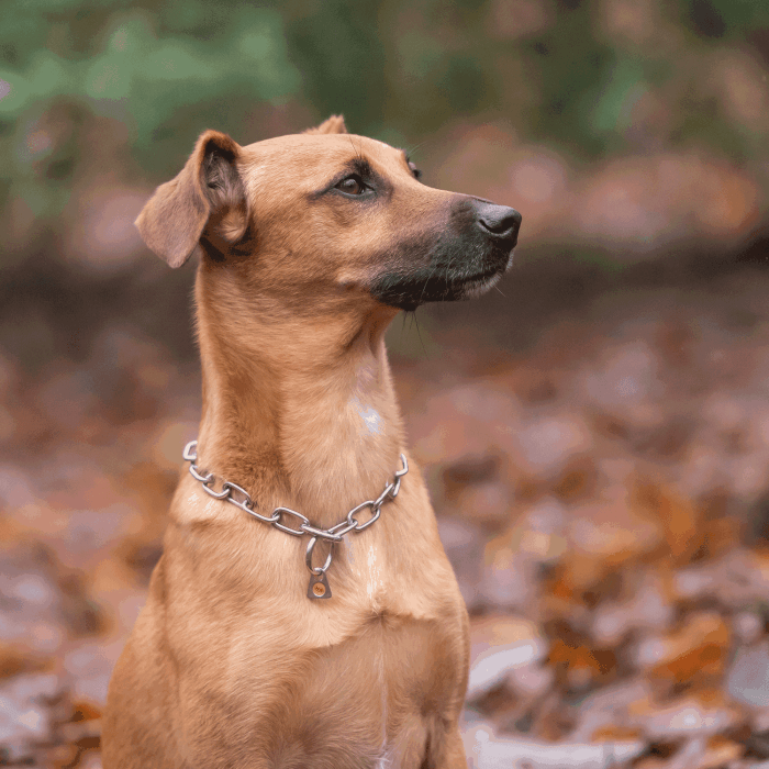 Herm Sprenger - Short Link Fur Saver Collar - Stainless Steel Collars, Choke Chain Dog Collars Dogline