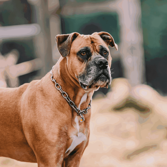 Herm Sprenger - Extra Strong Collar - Medium Links - Stainless Steel, 5 mm Collars, Choke Chain Dog Collars Dogline