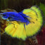Betta Giant BETTA Danaqua Live Fish & More