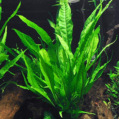 Java Fern Bare Root | Microsorum Pteropus – Low Light Freshwater Aquarium Plant Aqua Leaf Aquatics