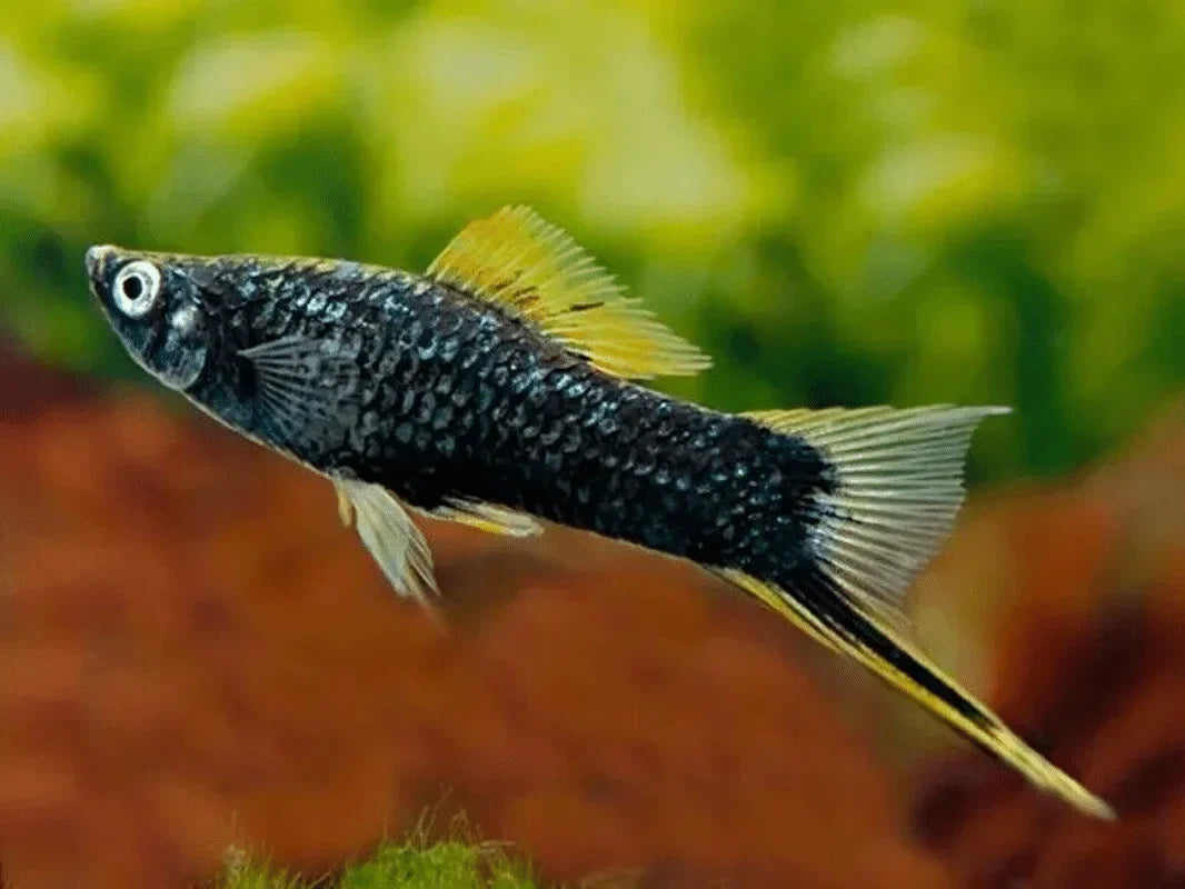 Black Swordtail LARGE SWORDTAIL Danaqua Live Fish & More