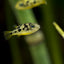 Dwarf Pea Puffer Puffer Danaqua Live Fish & More