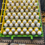 Georgia Giant Quail Hatching Eggs Quail Eggs Buddys Hatchery